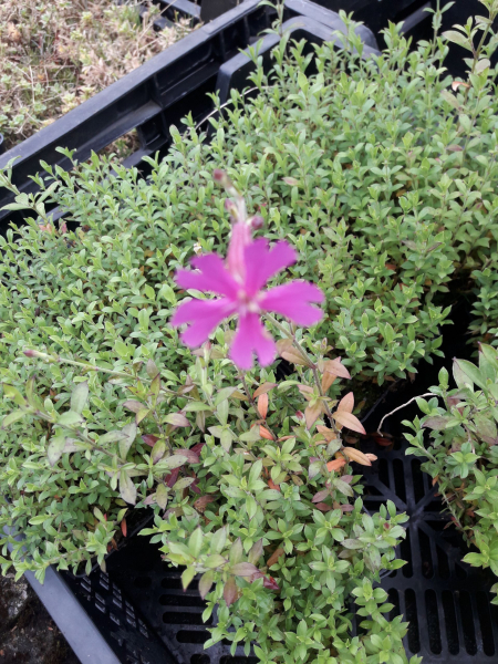 Herbst-Leimkraut Splendens